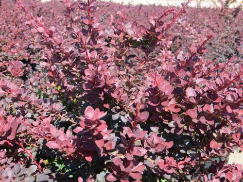 Japán vérborbolya 'Atropurpurea' fajta - Berberis thunbergii 'Atropurpurea'