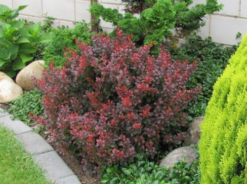 Törpe japán vérborbolya 'Atropurpurea Nana' fajta - Berberis thunbergii 'Atropurpurea Nana'