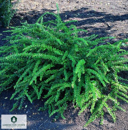 Terülő japán borbolya 'Green Carpet' fajta - Berberis thunbergii 'Green Carpet'