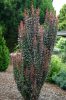 Oszlopos japán borbolya 'Helmond Pillar' fajta - Berberis thunbergii 'Helmond Pillar'