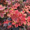 Japán borbolya 'Coronita' fajta - Berberis thunbergii 'Coronita'