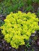 Arany törpe japán borbolya 'Goldalita' fajta - Berberis thunbergii 'Goldalita'