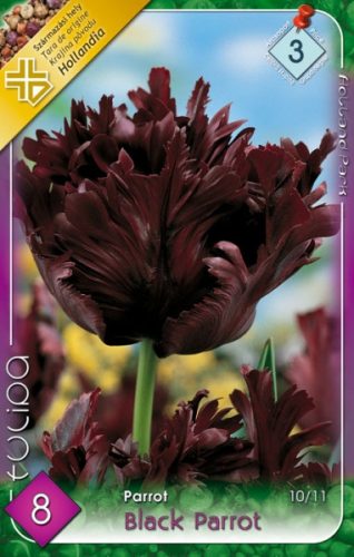 Black Parrot tulipán - 8 db/csomag