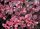 Tarka japán vérborbolya 'Pink Perfection' fajta - Berberis thunbergii 'Pink Perfection'