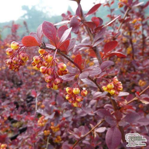 Vérborbolya 'Superba' fajta - Berberis x ottawensis 'Superba'