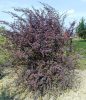 Vérborbolya 'Superba' fajta - Berberis x ottawensis 'Superba'