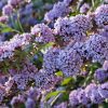 Korai nyáriorgona - Buddleja alternifolia