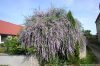 Korai nyáriorgona - Buddleja alternifolia