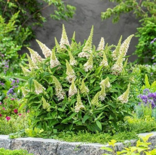 Törpe nyáriorgona 'Butterfly Candy Little White' fajta - Buddleja davidii 'Butterfly Candy Little White'