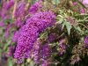 Nyáriorgona 'Nanho Purple' fajta - Buddleja davidii 'Nanho Purple'