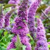 Nyáriorgona 'Peacock' fajta - Buddleja davidii 'Peacock'