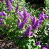 Nyáriorgona 'Peacock' fajta - Buddleja davidii 'Peacock'