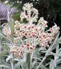 Nyáriorgona 'Silver Anniversary' fajta - Buddleja davidii 'Silver Anniversary'