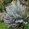 Nyáriorgona 'Silver Anniversary' fajta - Buddleja davidii 'Silver Anniversary'