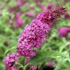 Nyáriorgona 'Summer Beauty' fajta - Buddleja davidii 'Summer Beauty'