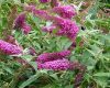 Nyáriorgona 'Summer Beauty' fajta - Buddleja davidii 'Summer Beauty'