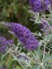 Nyáriorgona 'Lochinch' fajta - Buddleja davidii 'Lochinch'