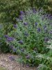 Nyáriorgona 'Lochinch' fajta - Buddleja davidii 'Lochinch'