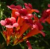 Trombitafolyondár 'Gabor' fajta - Campsis radicans 'Gabor'