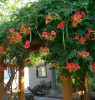 Trombitafolyondár 'Gabor' fajta - Campsis radicans 'Gabor'