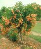 Trombitafolyondár 'Judy' fajta - Campsis radicans 'Judy'