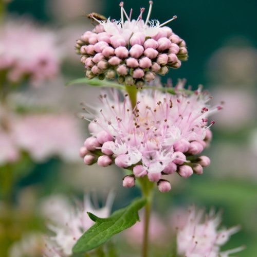 Rózsaszín angol kékszakáll 'Stephi' fajta - Caryopteris x clandonensis 'Stephi'