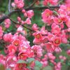 Pompás japánbirs 'Pink Queen' fajta - Chaenomeles speciosa 'Pink Queen'