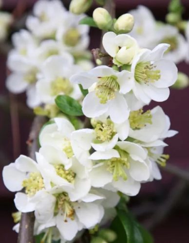 Pompás japánbirs 'Nivalis' fajta - Chaenomeles speciosa 'Nivalis'