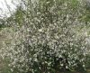 Pompás japánbirs 'Nivalis' fajta - Chaenomeles speciosa 'Nivalis'