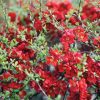 Bíbor japánbirs 'Clementine' fajta - Chaenomeles x superba 'Clementine'