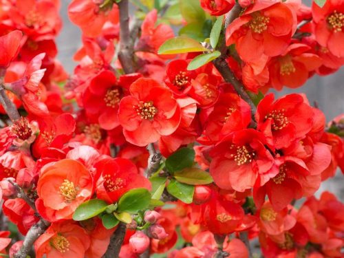 Bíbor japánbirs 'Texas Scarlet' fajta - Chaenomeles x superba 'Texas Scarlet'