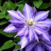 Iszalag 'Daniel Deronda' fajta - Clematis 'Daniel Deronda'