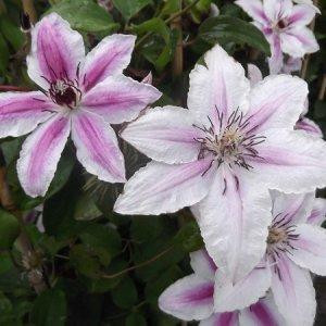 Iszalag 'II. Jan Pawel' fajta - Clematis 'II. Jan Pawel'