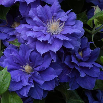 Iszalag 'Kiri Te Kanawa' fajta - Clematis 'Kiri Te Kanawa'