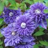 Iszalag 'Multi Blue' fajta - Clematis 'Multi Blue'