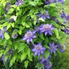 Iszalag 'Multi Blue' fajta - Clematis 'Multi Blue'