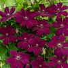 Iszalag 'Westerplatte' fajta - Clematis 'Westerplatte'