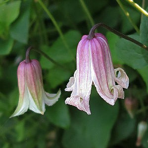 Iszalag 'Fay' fajta - Clematis 'Fay'