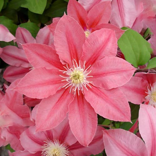 Iszalag 'Little Mermaid' fajta - Clematis 'Little Mermaid'