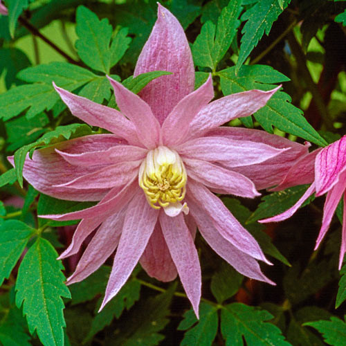 Iszalag 'Markhams Pink' fajta - Clematis 'Markhams Pink'