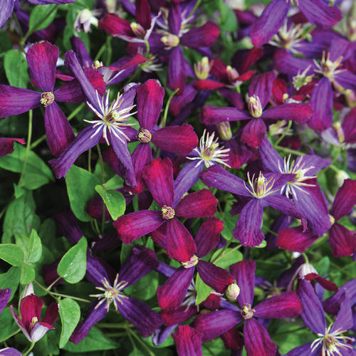 Iszalag 'Sweet Summer Love' fajta - Clematis 'Sweet Summer Love'