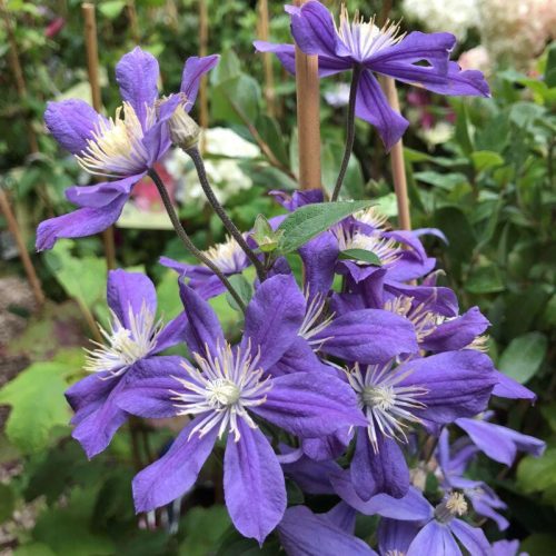 Réti iszalag 'Arabella' fajta - Clematis integrifolia 'Arabella'