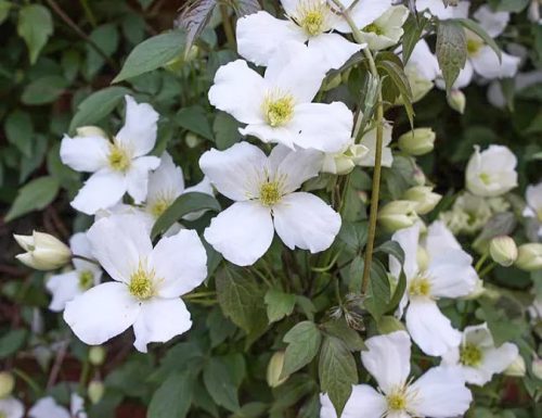 Hegyi iszalag 'Grandiflora' fajta - Clematis montana 'Grandiflora'