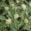 Fehér som 'Elegantissima' fajta - Cornus alba 'Elegantissima'