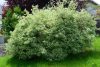 Fehér som 'Elegantissima' fajta - Cornus alba 'Elegantissima'