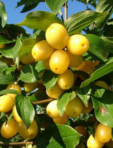 Húsos som 'Lutea' fajta - Cornus mas 'Lutea'