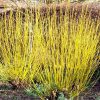 Selymes som 'Flaviramea' fajta - Cornus sericea 'Flaviramea'