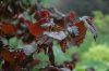 Csavartvesszejű vérmogyoró 'Red Majestic' fajta - Corylus avellana 'Red Majestic'