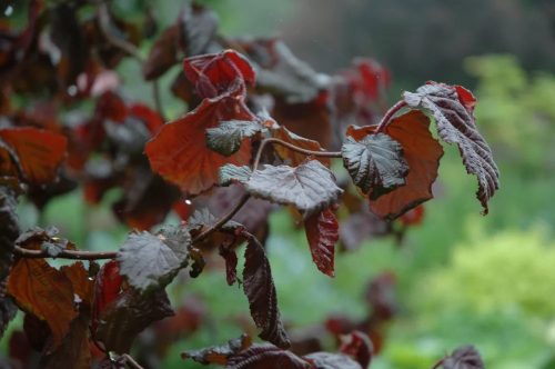 Csavartvesszejű vérmogyoró 'Red Majestic' fajta - Corylus avellana 'Red Majestic'