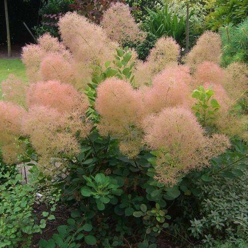 Cserszömörce - Cotinus coggygria